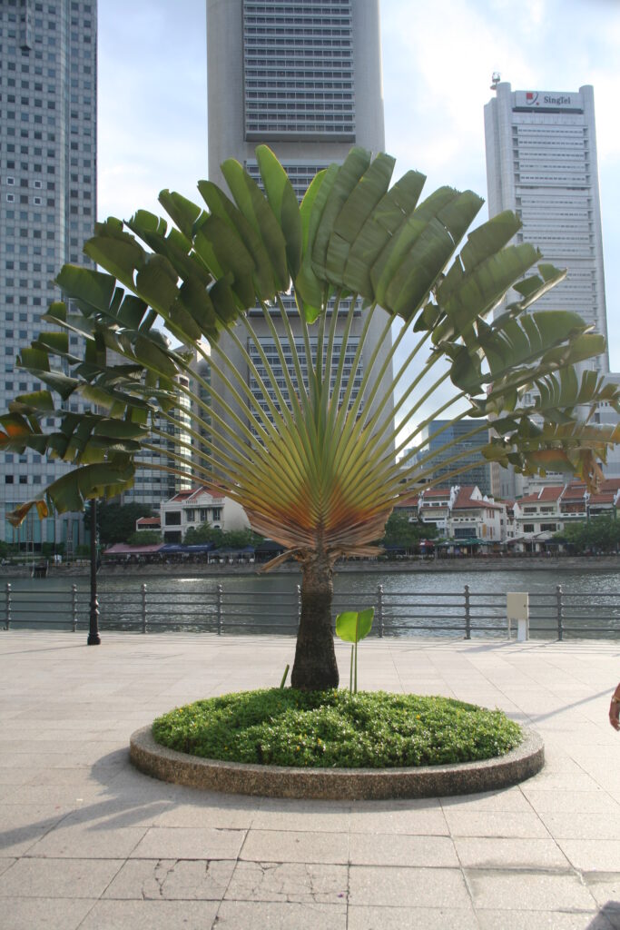 Scalptured palm tree in the shape of a fan