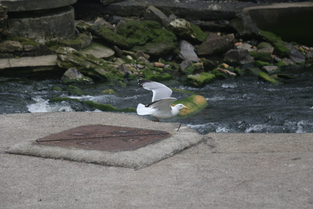Sea gull with wings open by the fast flowing stream